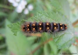 Attēlu rezultāti vaicājumam “Acronicta auricoma larva”