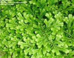 Attēlu rezultāti vaicājumam “Thuidium delicatulum”