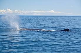 Image result for Physeter macrocephalus