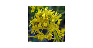 Image result for Isatis tinctoria