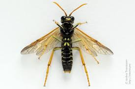 Attēlu rezultāti vaicājumam “Tenthredo mandibularis”