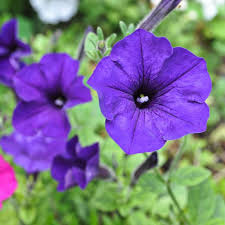 Image result for Petunia