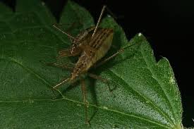 Attēlu rezultāti vaicājumam “Nabis limbatus”