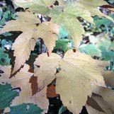 Attēlu rezultāti vaicājumam “Acer pseudoplatanus fo. purpurascens leaf”