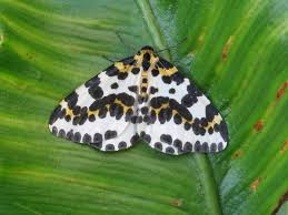 Attēlu rezultāti vaicājumam “Abraxas grossulariata imago”