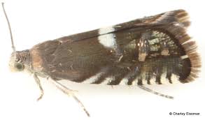 Attēlu rezultāti vaicājumam “Tortricidae”