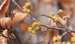 Attēlu rezultāti vaicājumam “Cornus mas flower”