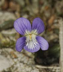 Attēlu rezultāti vaicājumam “Viola canina flower”