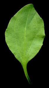 Attēlu rezultāti vaicājumam “Plantago major subsp. intermedia”