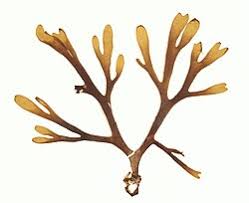 Attēlu rezultāti vaicājumam “Dictydiaethaliaceae”