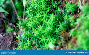 Attēlu rezultāti vaicājumam “Timmia megapolitana”