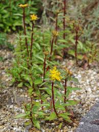 Attēlu rezultāti vaicājumam “Sedum aizoon”