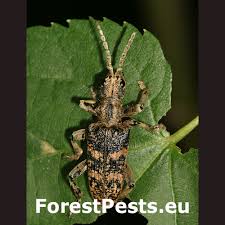 Attēlu rezultāti vaicājumam “Rhagium mordax”