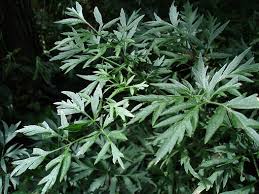 Attēlu rezultāti vaicājumam “Sambucus nigra leaf”