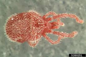 Attēlu rezultāti vaicājumam “Bryobia praetiosa”