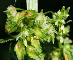 Attēlu rezultāti vaicājumam “Rumex obtusifolius flower”