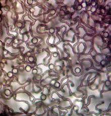 Attēlu rezultāti vaicājumam “Trichiaceae, Hemitrichiaceae, Arcyriaceae”