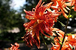 Attēlu rezultāti vaicājumam “Lilium lancifolium”