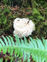 Attēlu rezultāti vaicājumam “Clavaria argillacea”