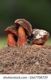 Attēlu rezultāti vaicājumam “Sutorius luridiformis”