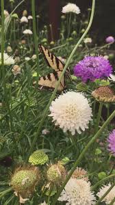 Image result for Scabiosa canescens
