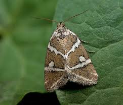 Attēlu rezultāti vaicājumam “Deltote bankiana”