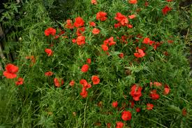 Image result for Papaver rhoeas