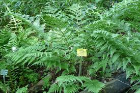 Attēlu rezultāti vaicājumam “Dryopteris dilatata”