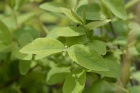 Attēlu rezultāti vaicājumam “Lonicera caerulea var. pallasii leaf”