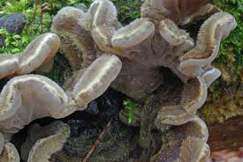 Attēlu rezultāti vaicājumam “Auricularia mesenterica”