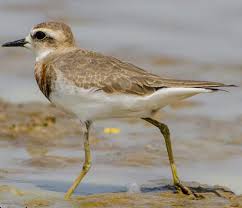 Image result for Charadrius asiaticus