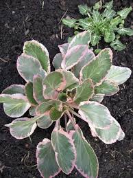 Attēlu rezultāti vaicājumam “Eryngium planum leaf”