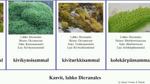 Attēlu rezultāti vaicājumam “Dicranales”