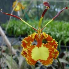 Attēlu rezultāti vaicājumam “Didymium aggregatum”