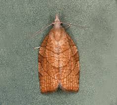 Attēlu rezultāti vaicājumam “Pandemis corylana”