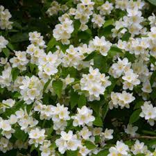 Attēlu rezultāti vaicājumam “Philadelphus lemoinei”
