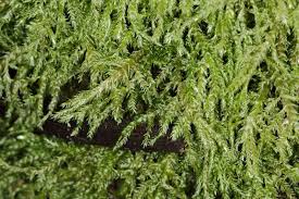 Attēlu rezultāti vaicājumam “Brachythecium rivulare”