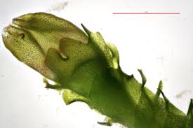 Attēlu rezultāti vaicājumam “Lophozia excisa”