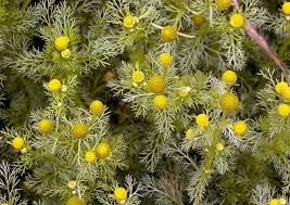 Attēlu rezultāti vaicājumam “Matricaria discoidea”