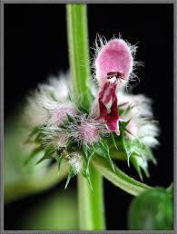 Attēlu rezultāti vaicājumam “Leonurus cardiaca flower”