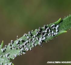 Attēlu rezultāti vaicājumam “Badhamia affinis”