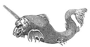 Image result for Pristis pristis