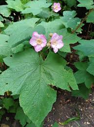Attēlu rezultāti vaicājumam “Rubus caesius flower”