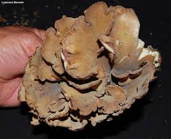 Attēlu rezultāti vaicājumam “Gomphus clavatus”