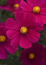 Image result for Cosmos bipinnatus