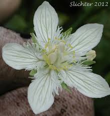 Attēlu rezultāti vaicājumam “Parnassiaceae”