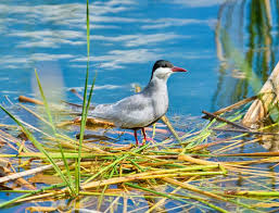Attēlu rezultāti vaicājumam “Chlidonias hybrida adult”