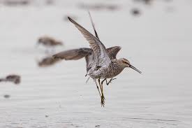 Image result for Calidris himantopus