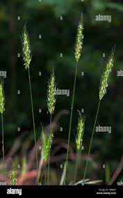 Attēlu rezultāti vaicājumam “Hordelymus europaeus”