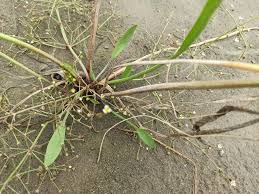 Attēlu rezultāti vaicājumam “Alisma gramineum”